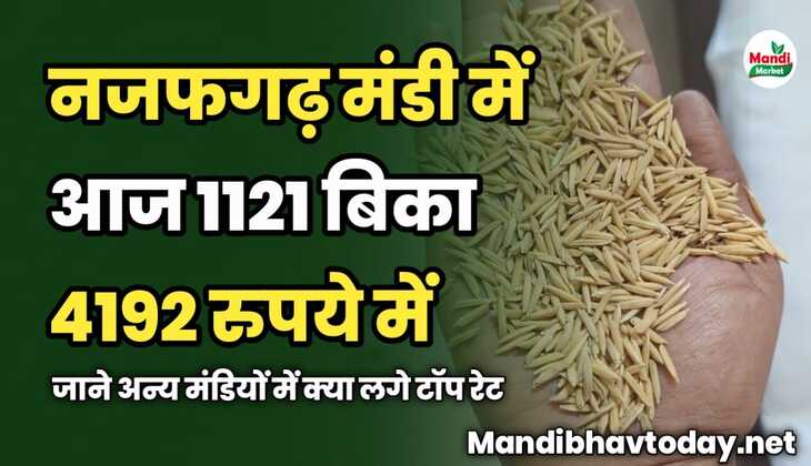 नजफगढ़ मंडी में आज 1121 बिका 4192 रुपये में  | जाने अन्य मंडियों में क्या लगे टॉप रेट