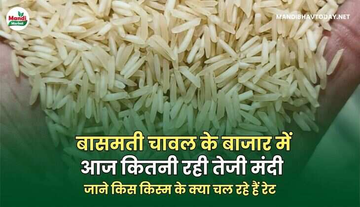बासमती चावल के बाजार में आज कितनी रही तेजी मंदी | जाने किस किस्म के क्या चल रहे हैं रेट