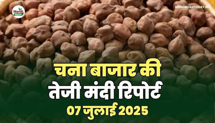चना बाजार की तेजी मंदी रिपोर्ट -07 जुलाई 2025