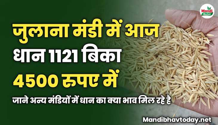 जुलाना मंडी में आज धान 1121 बिका 4500 रुपए में | जाने अन्य मंडियों में धान का क्या भाव मिल रहे है 