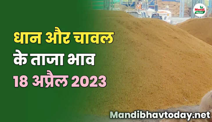 बासमती धान और चावल के ताजा भाव 