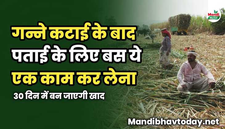 गन्ने कटाई के बाद पताई के लिए बस ये एक काम कर लेना | 30 दिन में बन जाएगी खाद
