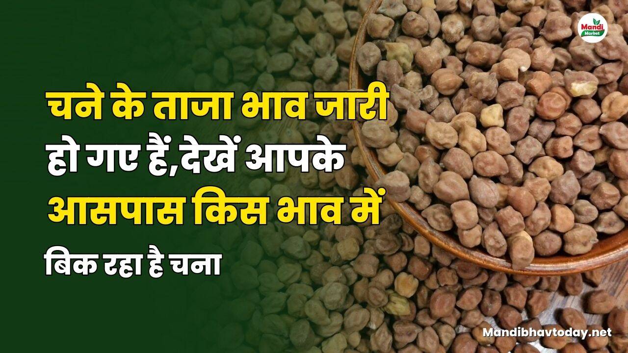चने के ताजा भाव जारी हो गए हैं | देखें आपके आसपास किस भाव में बिक रहा है चना