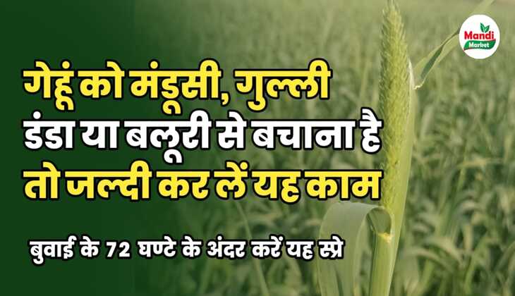 gehu me mandusi safety