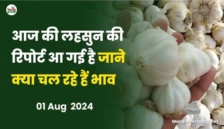 आज की लहसुन की रिपोर्ट आ गई है जाने क्या चल रहे हैं भाव