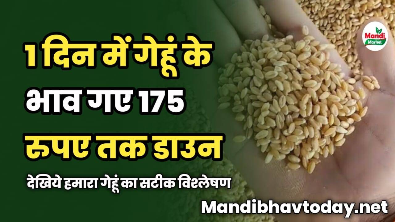 1 दिन में गेहूं के भाव गए 175 रुपए तक डाउन | देखिये हमारा गेहूं का सटीक विश्लेषण