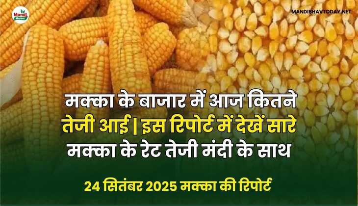 मक्का के बाजार में आज कितने तेजी आई | इस रिपोर्ट में देखें सारे मक्का के रेट तेजी मंदी के साथ