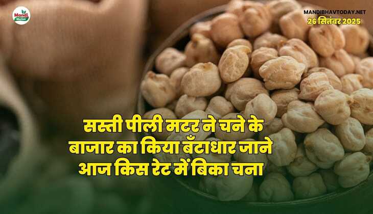 सस्ती पीली मटर ने चने के बाजार का किया बँटाधार | जाने आज किस रेट में बिका चना