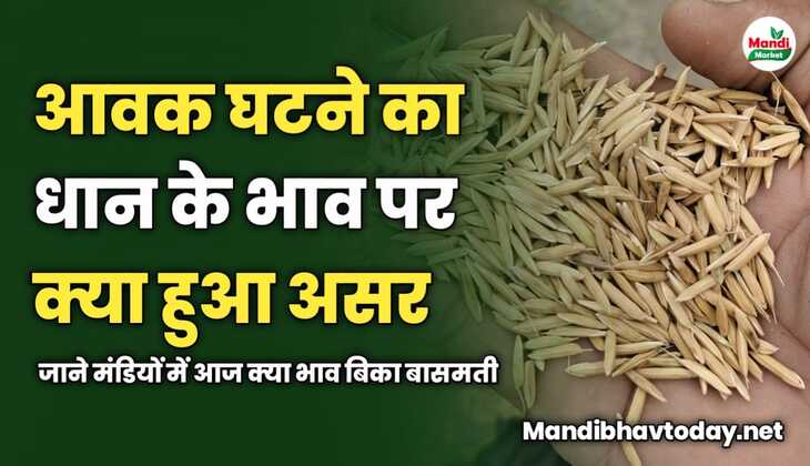 आवक घटने का धान के भाव पर क्या हुआ असर | जाने मंडियों में आज क्या भाव बिका बासमती