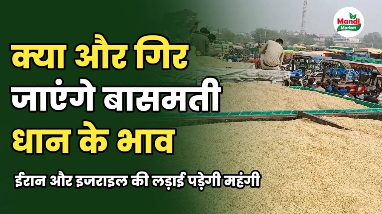 क्या और गिरेंगे बासमती के भाव | जाने बासमती के बाजार की इस सटीक रिपोर्ट में