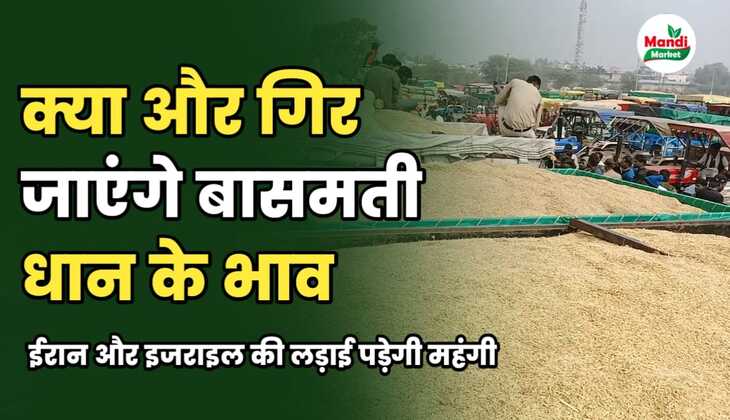 क्या और गिरेंगे बासमती के भाव | जाने बासमती के बाजार की इस सटीक रिपोर्ट में