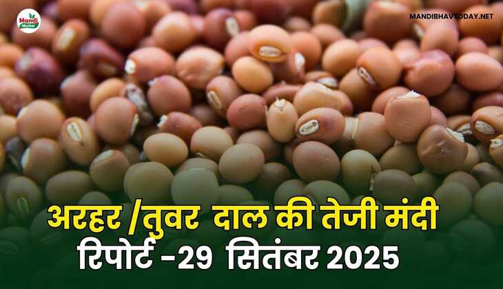 अरहर /तुवर  दाल की तेजी मंदी रिपोर्ट  29  Sep  2025