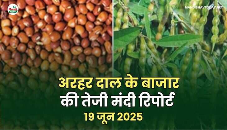 अरहर दाल तेजी मंदी रिपोर्ट - 19  जून 2025