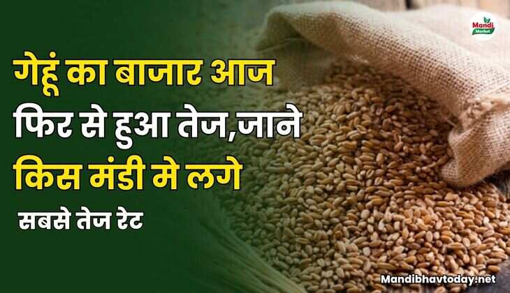 गेहूं का बाजार आज फिर से हुआ तेज | जाने किस मंडी मे लगे सबसे तेज रेट