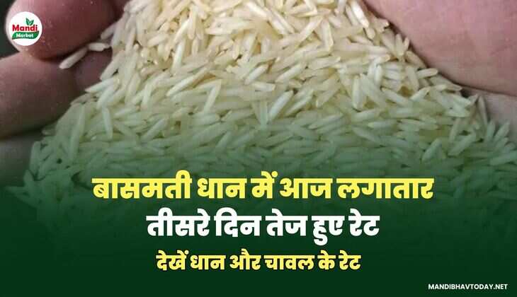 देखें धान और चावल के रेट