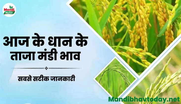 बासमती धान के ताजा भाव | Basmati Paddy Rate Today 09 February 2023