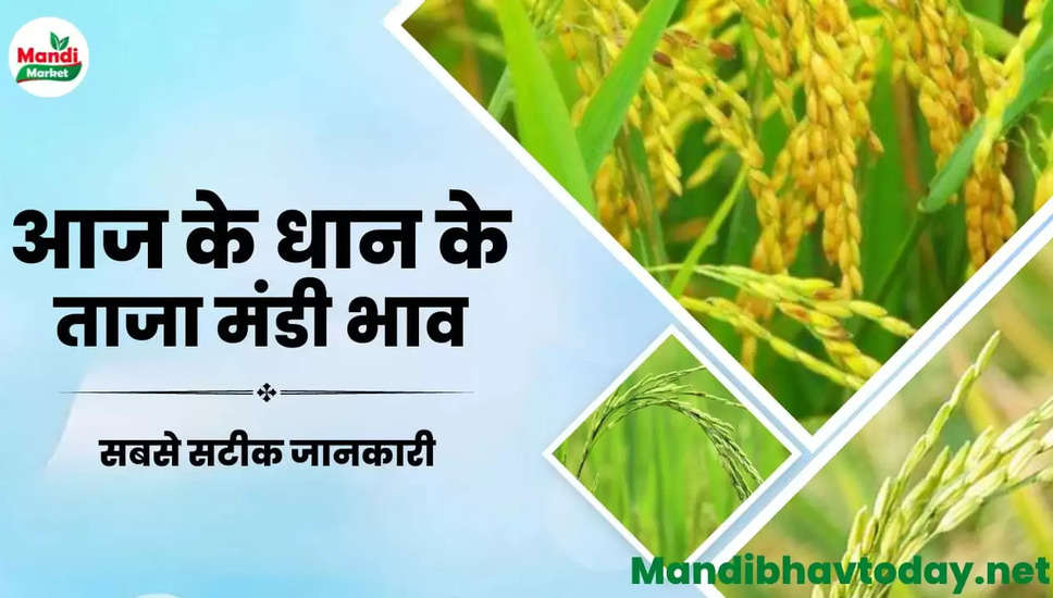 बासमती धान और चावल के ताजा भाव | Basmati Paddy And Rice Rate Today 10 March 2023
