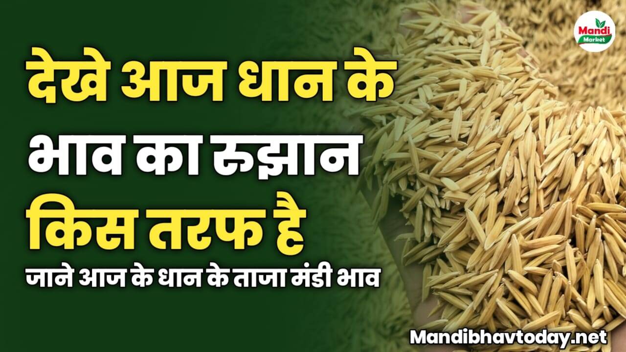 देखे आज धान के भाव का रुझान किस तरफ है | जाने आज के धान के ताजा मंडी भाव