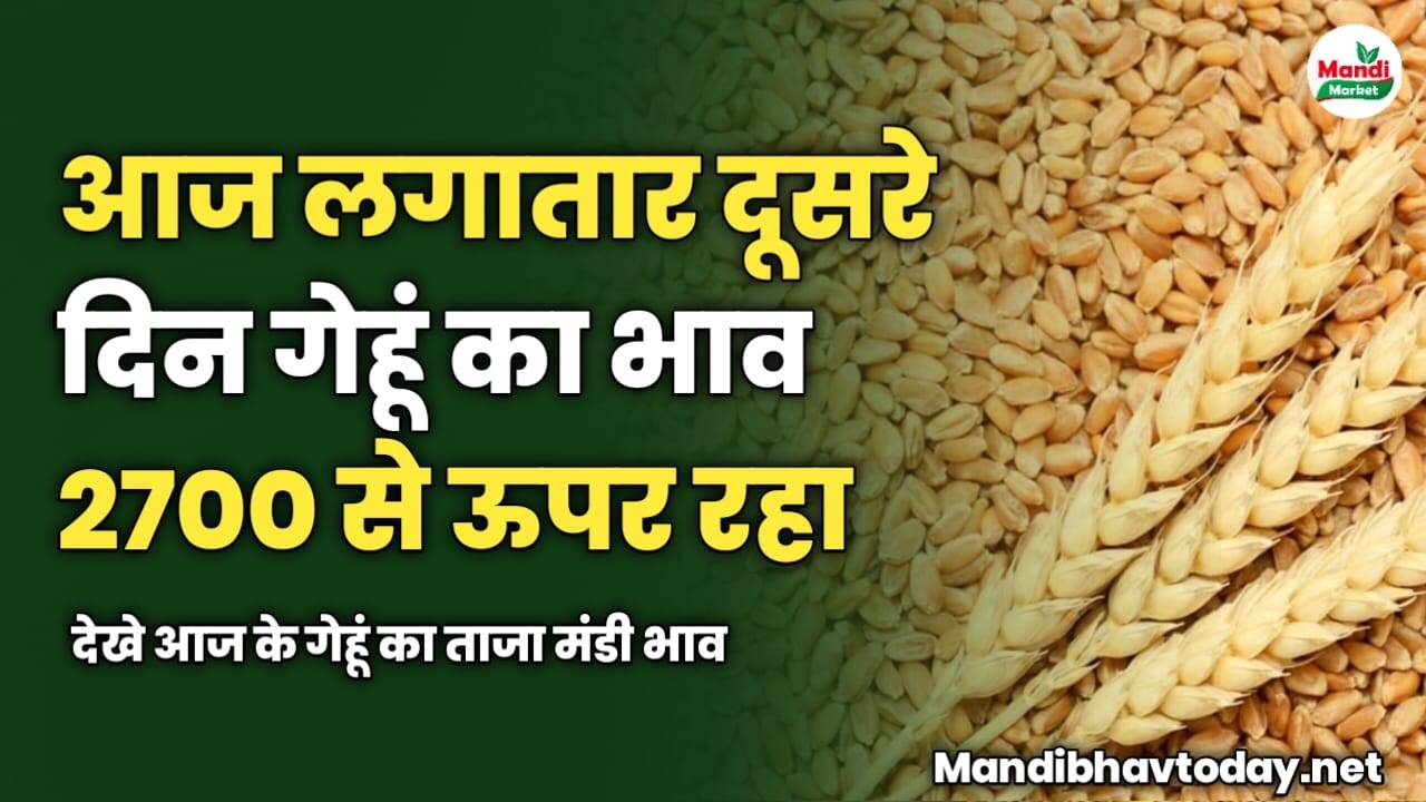 आज लगातार दूसरे दिन गेहूं का भाव 2700 से ऊपर रहा | देखे आज के गेहूं का ताजा मंडी भाव