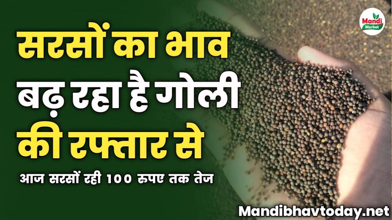 सरसों का भाव बढ़ रहा है गोली की रफ्तार से | आज सरसों रही 100 रुपए तक तेज