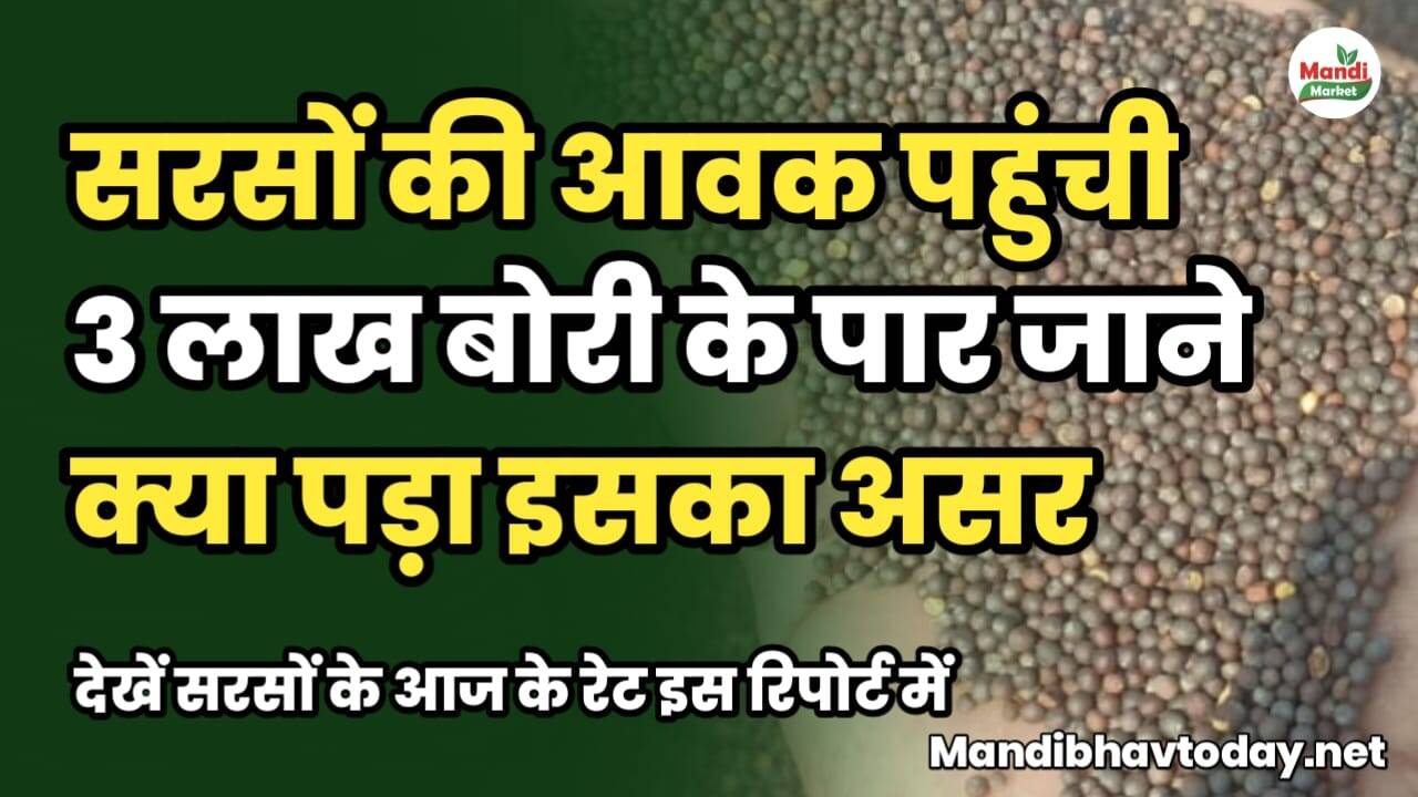 सरसों की आवक पहुंची 3 लाख बोरी के पार | जाने भाव पर इसका क्या हुआ असर | देखें सरसों के आज के रेट