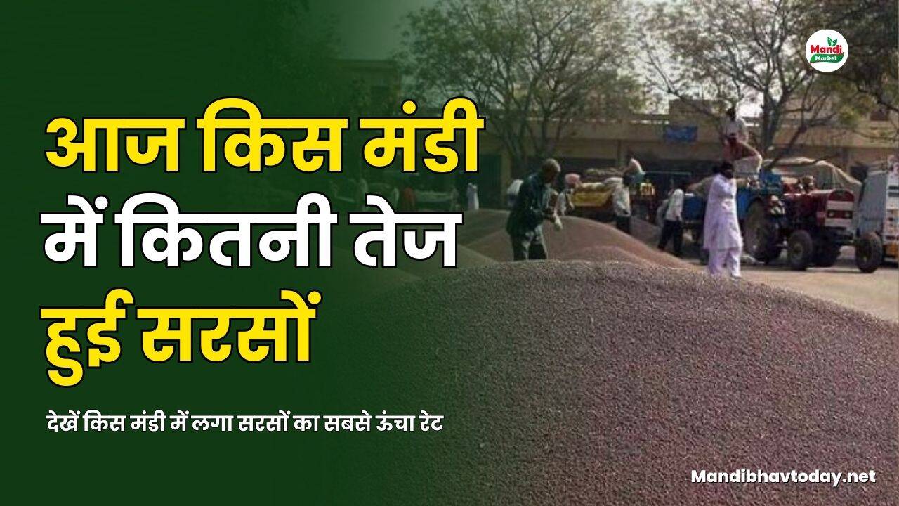 सरसों भाव ₹
