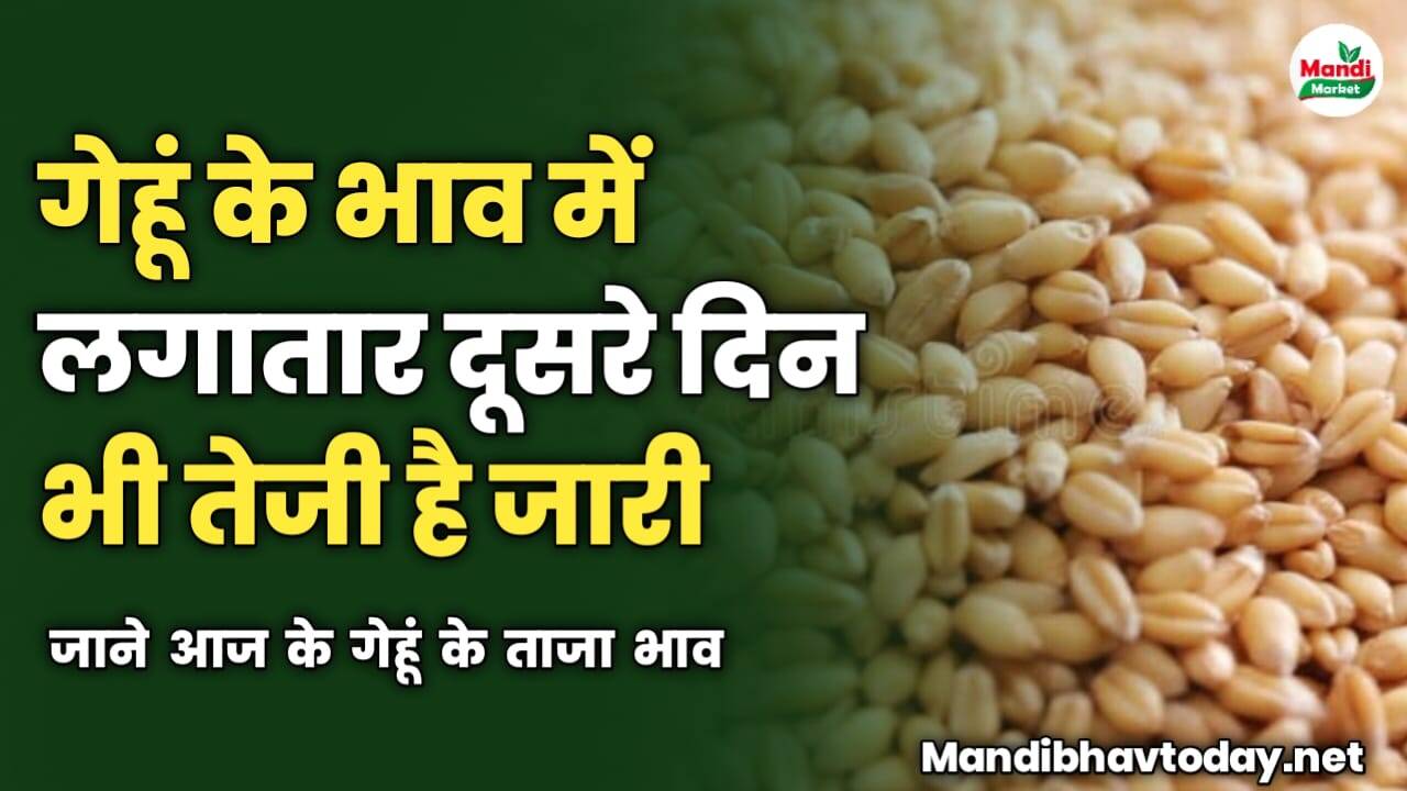 गेहूं के भाव में लगातार दूसरे दिन भी तेजी है जारी | जाने आज के गेहूं के ताजा भाव
