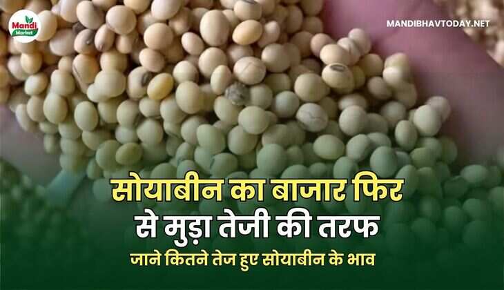 जाने कितने तेज हुए सोयाबीन के भाव