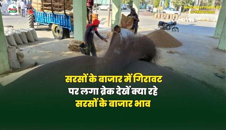 सरसों के बाजार में गिरावट पर लगा ब्रेक | देखें क्या रहे सरसों के बाजार भाव