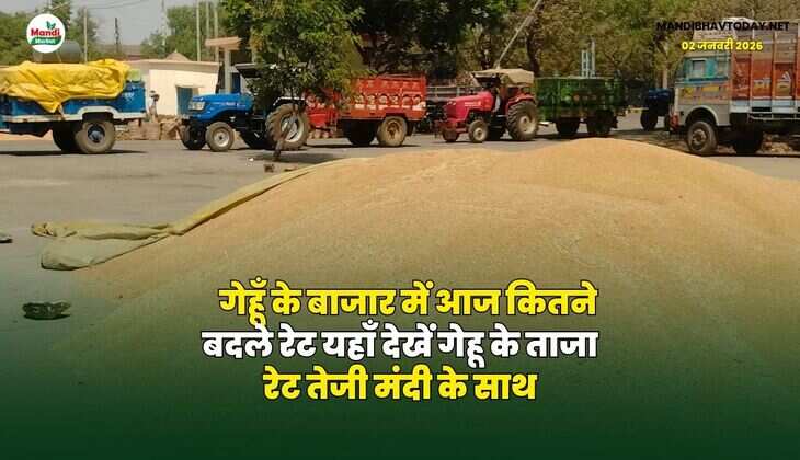गेहूँ के बाजार में आज कितने बदले रेट | यहाँ देखें गेहू के ताजा रेट तेजी मंदी के साथ
