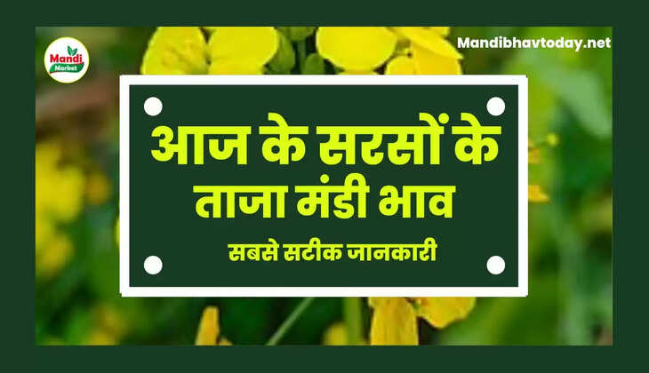  Sarso Live Rate Today 19 Oct 2022 