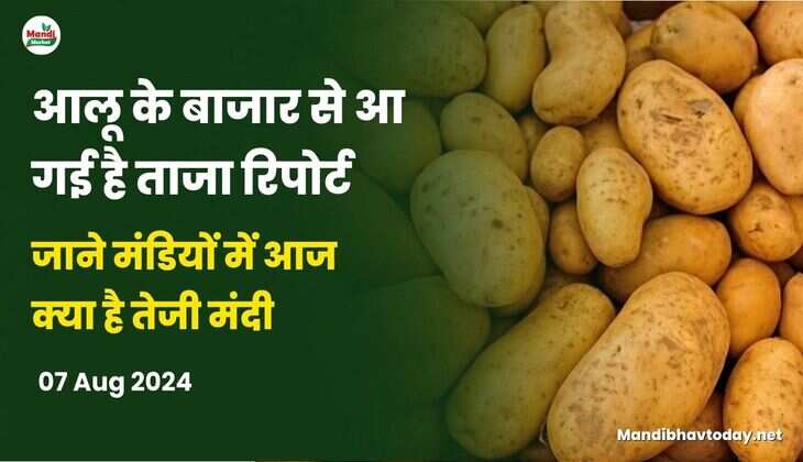 आलू के बाजार से आ गई है ताजा रिपोर्ट | जाने मंडियों में आज क्या है तेजी मंदी