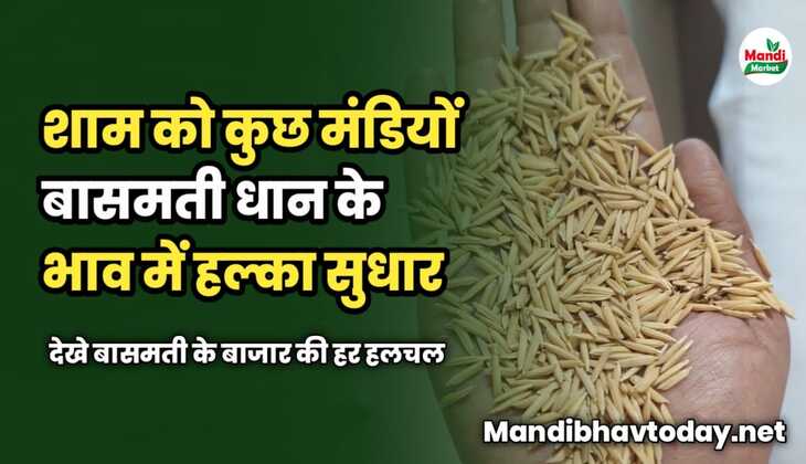 शाम को कुछ मंडियों बासमती धान के भाव में हल्का सुधार | देखे बासमती के बाजार की हर हलचल