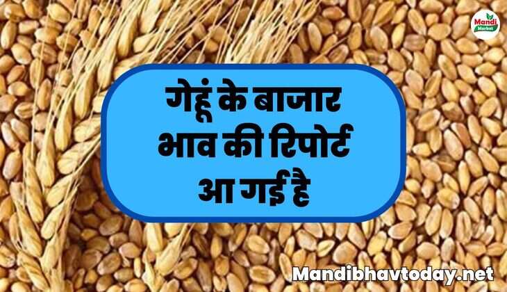 गेहूं के बाजार भाव की रिपोर्ट आ गई है | देखें गेहूं के भाव तेजी मंदी के साथ | 07 मार्च 25