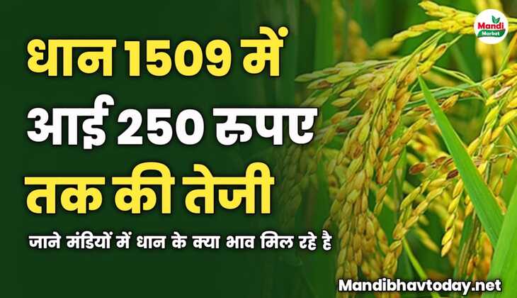 धान 1509 में आई 250 रुपए तक की तेजी | जाने मंडियों में धान के क्या भाव मिल रहे है 