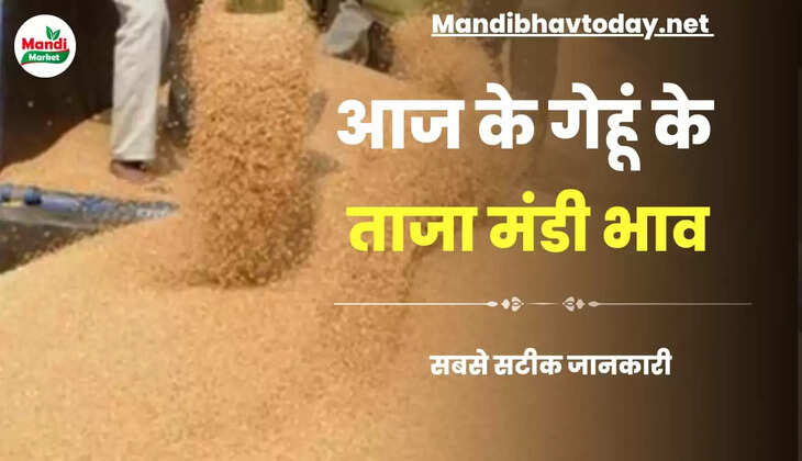 आज के गेहूं/कनक के लाइव रेट wheat kanak gehu Live Rate Today 28 april 2023 