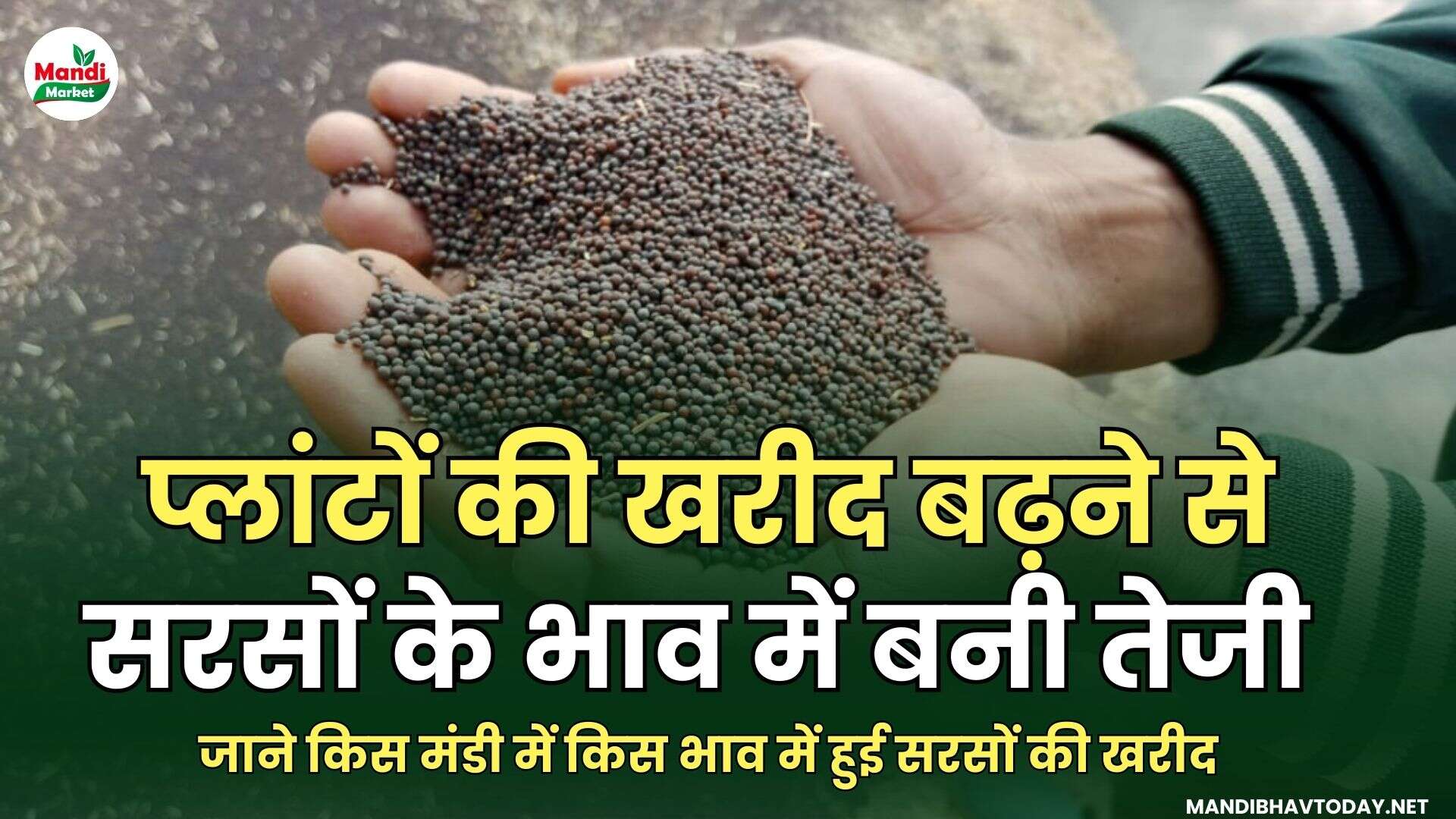 जाने किस मंडी में किस भाव में हुई सरसों की खरीद