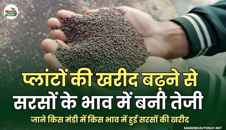 जाने किस मंडी में किस भाव में हुई सरसों की खरीद