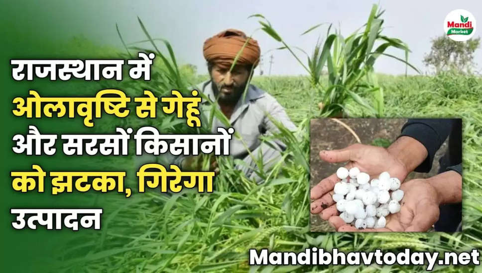 राजस्थान में ओलावृष्टि से गेहूं और सरसों किसानों को झटका, गिरेगा उत्पादन 