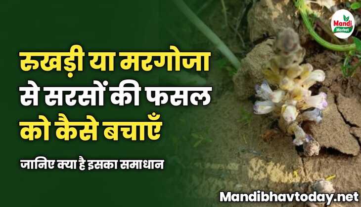 रुखड़ी (मरगोजा) से बचाएं सरसों की फसल को | जानिए क्या है इसका समाधान