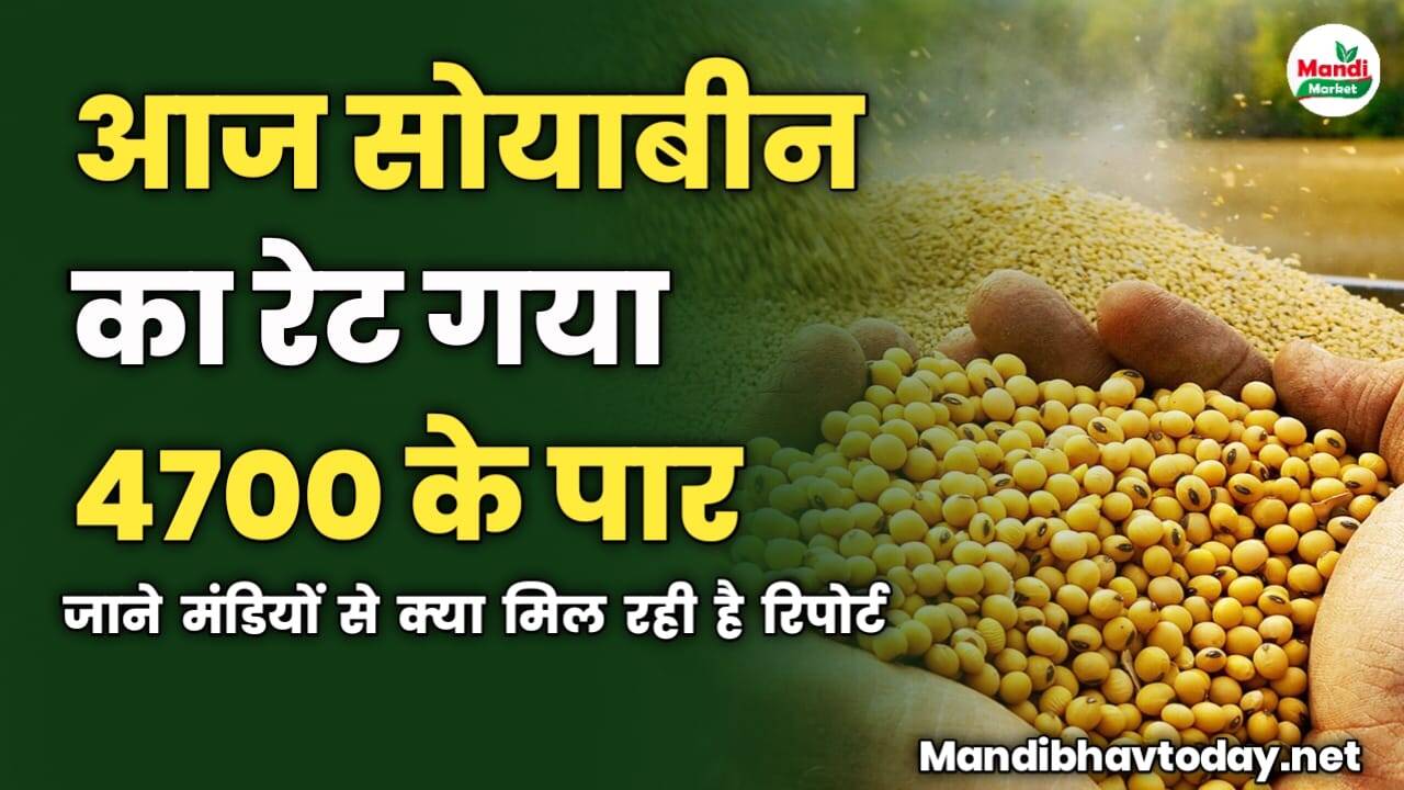 आज सोयाबीन का रेट गया 4700 के पार | जाने मंडियों से क्या मिल रही है रिपोर्ट
