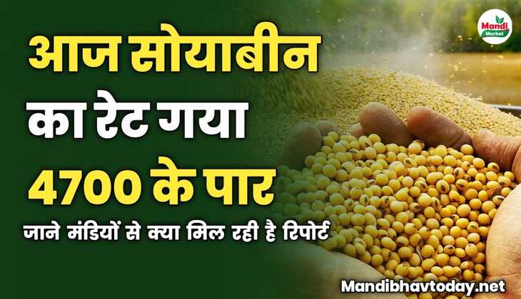 आज सोयाबीन का रेट गया 4700 के पार | जाने मंडियों से क्या मिल रही है रिपोर्ट