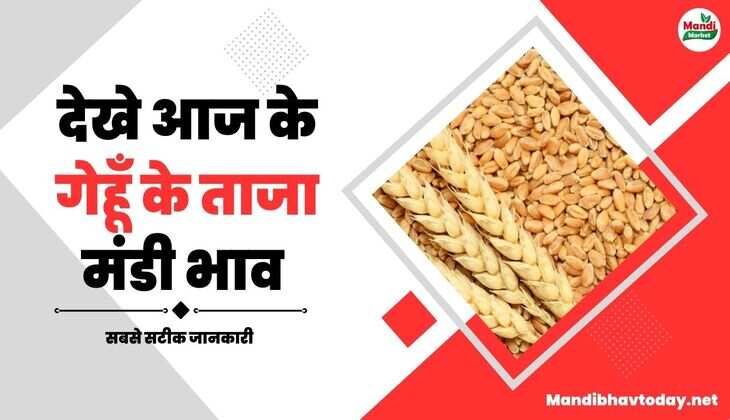 आज क्या हुई गेहूं के भाव में हल चल | जाने आज के गेहूं के मंडी भाव 