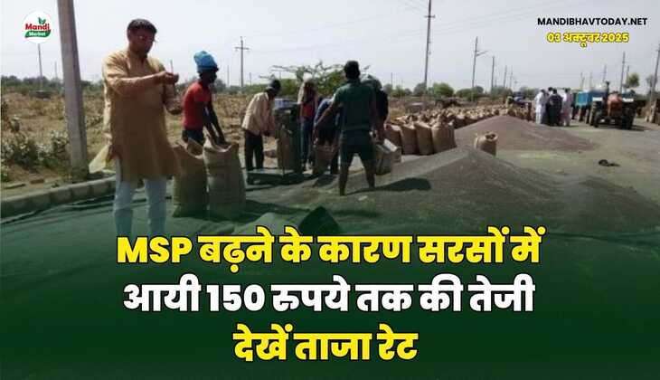 MSP बढ़ने के कारण सरसों में आयी 150 रुपये तक की तेजी | देखें ताजा रेट