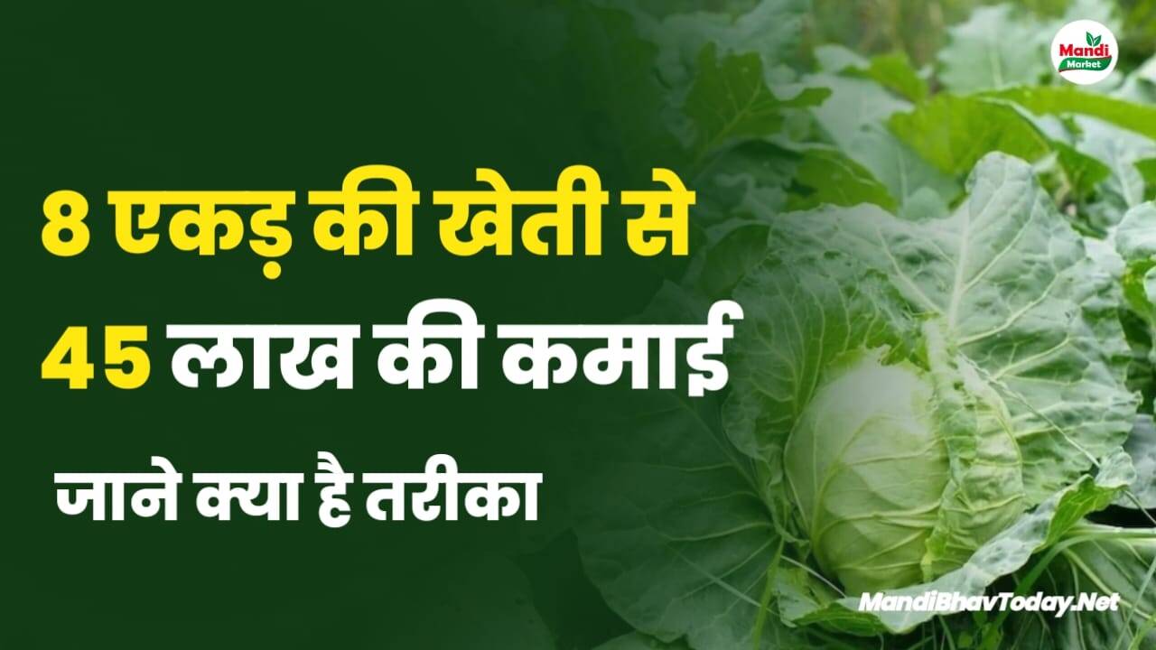 8 एकड़ की खेती से 45 लाख की कमाई | जाने क्या है तरीका