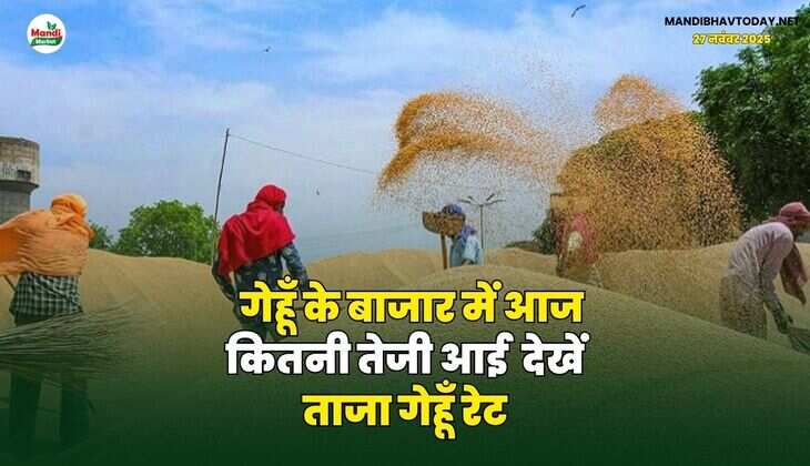 गेहूँ के बाजार में आज कितनी तेजी आई | देखें ताजा गेहूँ रेट