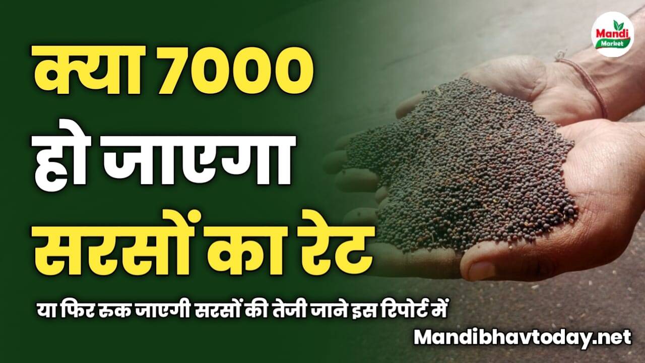 क्या 7000 हो जाएगा सरसों का रेट | या फिर रुक जाएगी सरसों की तेजी | जाने इस रिपोर्ट में 