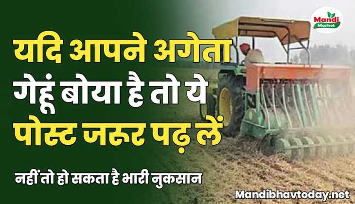 अगर आपने अगेता गेहूं बोया है तो ये पोस्ट जरूर पढ़ लें नहीं तो हो सकता है भारी नुकसान
