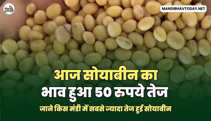 आज सोयाबीन का भाव हुआ 50 रुपये तेज | जाने किस मंडी में सबसे ज्यादा&nbsp;तेज&nbsp;हुई&nbsp;सोयाबीन