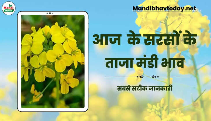 देखें आज के सरसों के लाइव रेट Sarso Live Rate Today 02 Feb 2023
